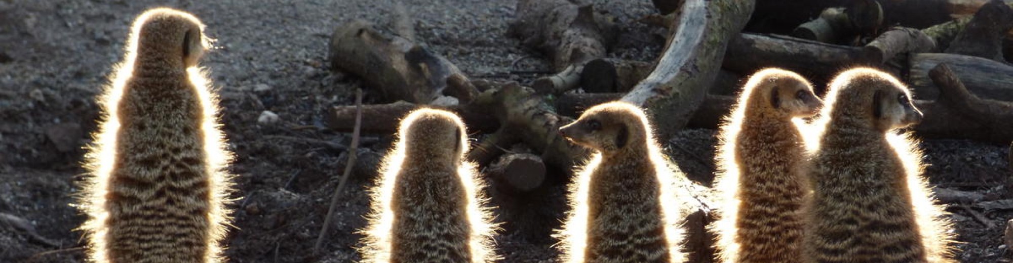 Under Construction Associate